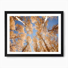 Colorado Aspens Art Print