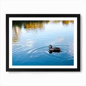 Duck In A Pond Art Print