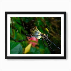 Black Widow Spider Art Print