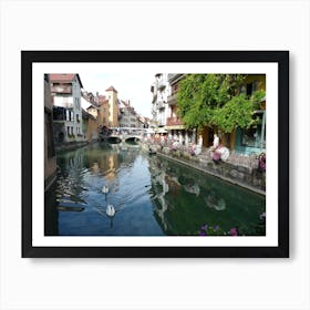 Swans In A Canal Art Print