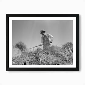 Worker Pitching Bundles Of Rice Near Crowley, Louisiana By Russell Lee Art Print