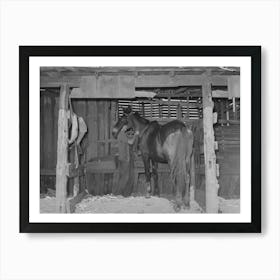 Son Of Tenant Farmer Harnessing Horse Near Muskogee, Oklahoma, See General Caption No, 21 By Russell Lee Art Print