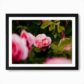 Pink Roses 4 Art Print