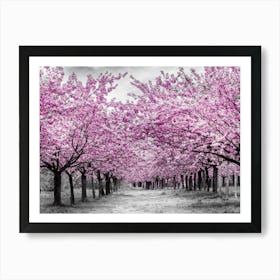 Cherry Trees In Perfect Bloom Art Print