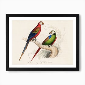 Scarlet And Green Macaw Art Print