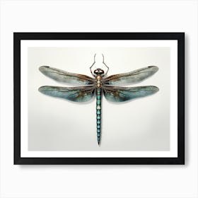 Dragonfly Common Green Darner Anax Juni Illustration 1 Art Print