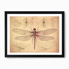 Educational Dragonfly Anatomy Art Print