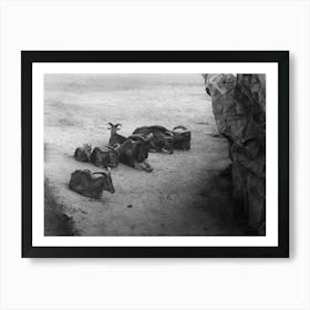 Mountain Goat Family Black And White Art Print