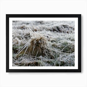 Frozen blades of grass Art Print