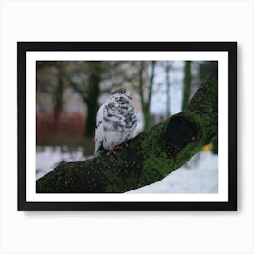 Pigeon On A Branch 2 Art Print