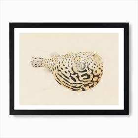 Unidentified Fish, Luigi Balugani 6 Art Print