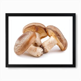 Three Mushrooms On A White Background Art Print