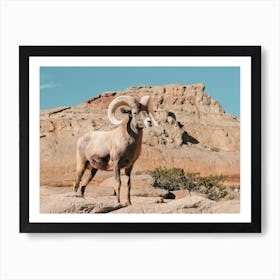 New Mexico Bighorn Sheep Art Print