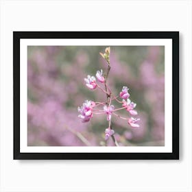 Redbud Flowers Closeup Art Print