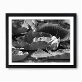 Black And White Water Lily Art Print