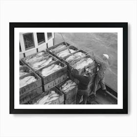 Boxes Of Salmon And Ice On Fishing Boat Unloading At The Docks Of The Columbia River Packing Association, Astoria, Art Print