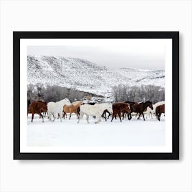 A Mixed Herd Of Wild Horses Wyoming, Carol M Highsmith  Art Print