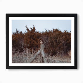 Mourning Dove On Fence Post Art Print