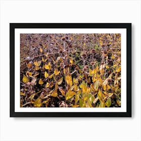 Sunflowers 1 Art Print