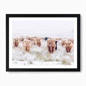 Highland Cows In Snowy Field Art Print