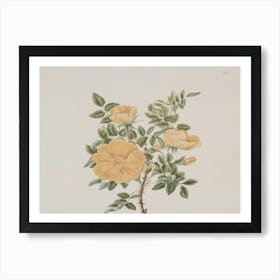 Yellow Roses 1 Art Print