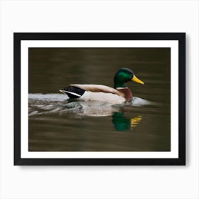 Mallard Duck 3 Poster