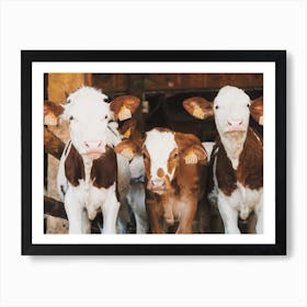 Three Cows In Barn Art Print