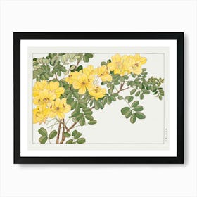 Yellow Hibiscus Art Print