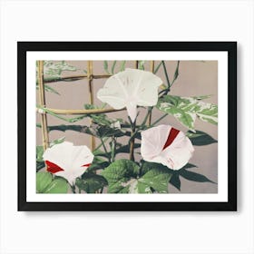 Beautiful Photomechanical Prints Of Striped Bindweed Flowers (1887–1897), Kazumasa Ogawa Art Print