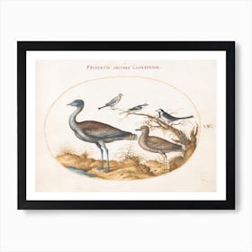 Flying And Amphibious Animals, Joris Hoefnagel (12) Poster