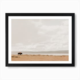 Open Range Bison Art Print