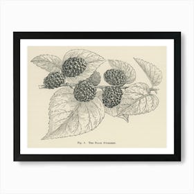 Vintage Illustration Of Black Mulberry, John Wright Art Print