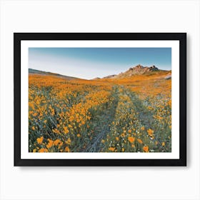 California Poppy Flower Field Art Print