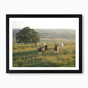 Sunset Cow Field Art Print