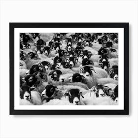 Black And White Herd Of Sheep Art Print