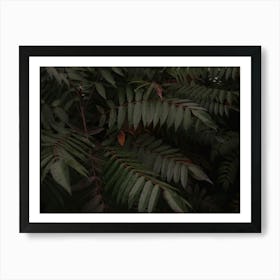 Dark Green Tropical Foliage Art Print