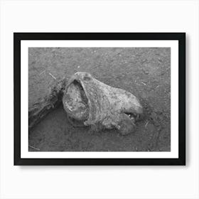 Untitled Photo, Possibly Related To Head Of Horse That Died Of Compaction Due To Poor Feed, William Butler Farm Art Print