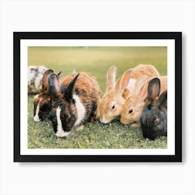 Group Of Bunny Rabbits Art Print