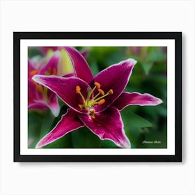 Purple Lily - Photograph Art Print