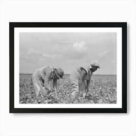 Southeast Missouri Farms, Fsa (Farm Security Administration) Clients Picking String Beans In Field By Russell Lee Art Print