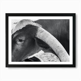 Black And White Cow With Horns Art Print