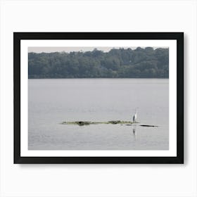 Egret on Hudson Art Print