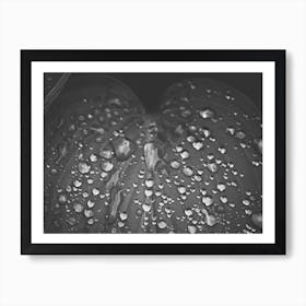 Wet Leave Black And White Art Print