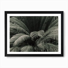 Moody Jungle Palm Art Print