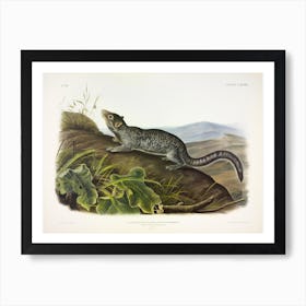  Large Tailed Spermophile, John James Audubon Art Print