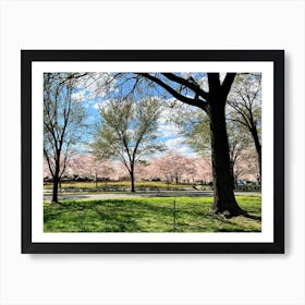 Driver’s View, Cherry Blossoms In Washington DC Art Print