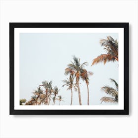 Summer Palm Trees Art Print