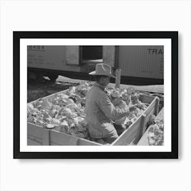 Grading Cabbages At Packing Plant, Alamo, Texas By Russell Lee Art Print