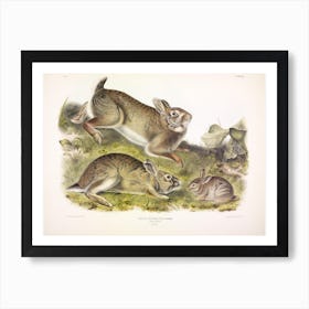  Grey Rabbit, John James Audubon Art Print