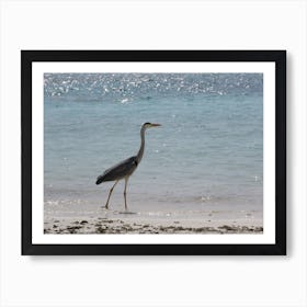 Heron On The Beach Tropical Maldives Art Print